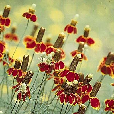 250 Seeds Mexican Hat (Ratibida columnifera) for Planting | Vibrant Native Wildflower for Meadows & Pollinator-Friendly Gardens