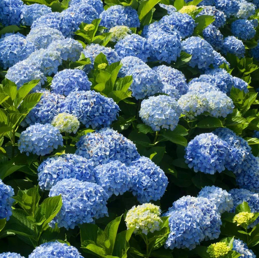Hydrangea Macrophylla Nikko Blue 6 Rooted Cuttings 7-10 Inches Blue Flowers Shade Tolerant