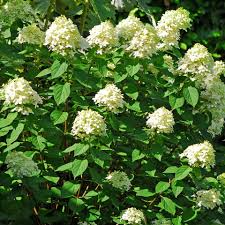 Hydrangea Limelight Rooted Cuttings - 6 Healthy 6-10 Inch Cuttings, White Blooms, Fast Growth, Heat Resistant, USDA Zones 3-9