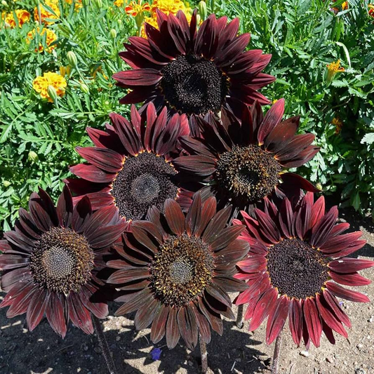 50 Cherry Chocolate Sunflower Seeds | Heirloom Non-GMO | Deep Burgundy Blooms for Pollinators, Gardens, Bouquets & Borders