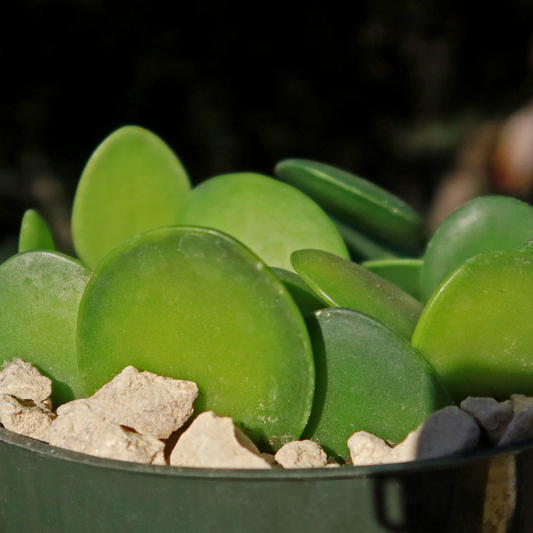 Xerosicyos danguyi Plant, Silver Dollar Vine, 4" Potted Cutting, Succulent Climber, USDA Zones 10-11