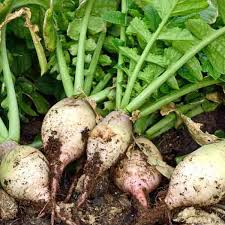 1000 mg Turnip Seven Top Seeds - Brassica rapa | Heirloom Leafy Green Turnip Seeds for Planting, Gardening & Fresh Greens Harvest