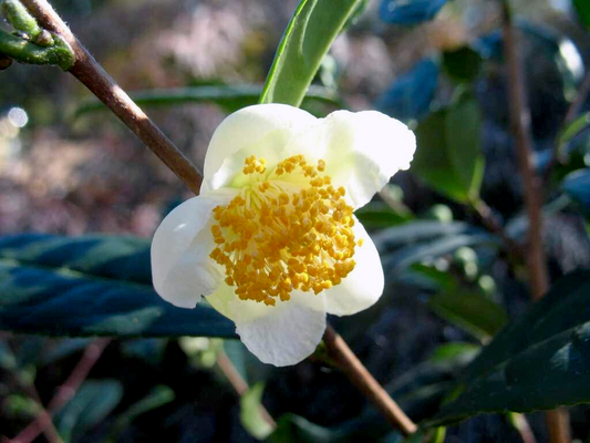 Camellia sinensis Cuttings - 6 Count - Cold Hardy Tea Plant - Zone 6b