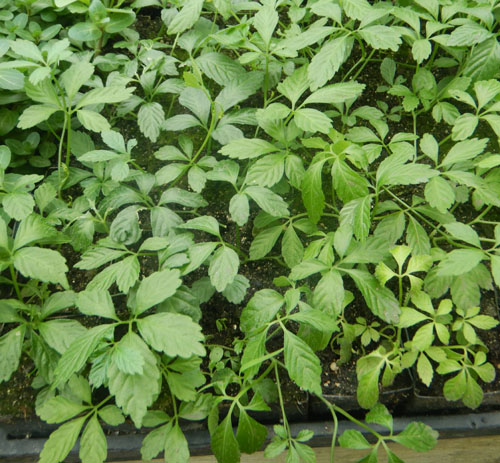 Jiaogulan Live Plants (Gynostemma pentaphyllum), 5 Rooted Plants, Perennial Vine, Indoor/Outdoor