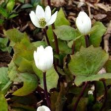 5 Twin Leaf Plants - Bare Root Jeffersonia diphylla | Native Perennial Wildflower | Shade-Loving Woodland Plant