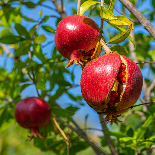 4 Wonderful Pomegranate Unrooted Cuttings 6-8" from Mature Plant, Punica Granatum, Fruit Tree Cuttings, Perfect for Rooting & Propagation