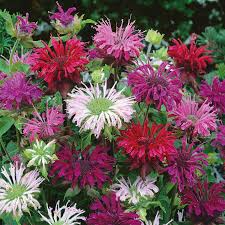 50 Bee Balm Flower Seeds | Monarda didyma Mixed Colors | Non-GMO Perennial for Pollinator and Cottage Gardens | Attracts Bees & Hummingbirds