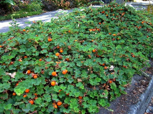 Rubus pentalobus Cuttings - 4 Count - Rooted Plants - Evergreen Ground Cover
