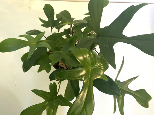 Philodendron Florida Ghost, 3" Potted Live Plant, Color-Changing Foliage, Rare Aroid