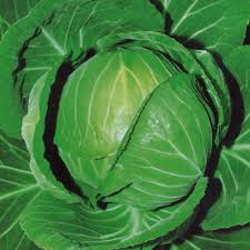 250 Seeds Cabbage Copenhagen Market - Brassica oleracea | Heirloom Cabbage Seeds for Planting, Gardening & Fresh Crisp Harvests