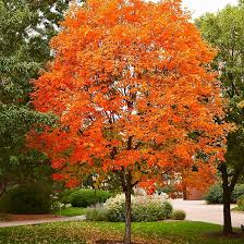 30 Sugar Maple Tree Seeds (Acer saccharum), Fall Color, Edible Maple Syrup Source, Hardy, Shade Tree, Perfect for Landscaping & Gardening