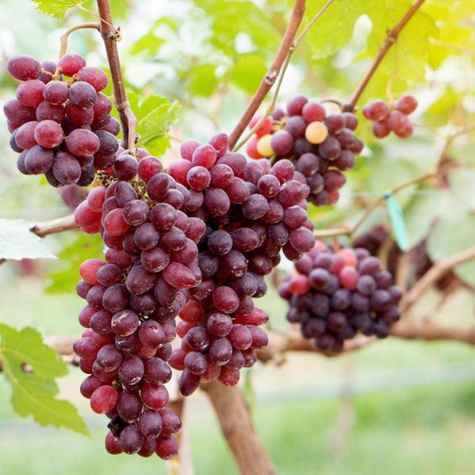 10 Crimson Fresh Vine Unrooted Cuttings - Large Red Seedless Table Grape (Vitis vinifera) | Delicious, Sweet, Fruit Cuttings for Vine Growth