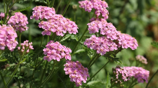 1 Yarrow Live Plant (Achillea Millefolium) Healthy Starter Plant for Pollinators | Perennial Flower for Garden, Butterflies & Bees