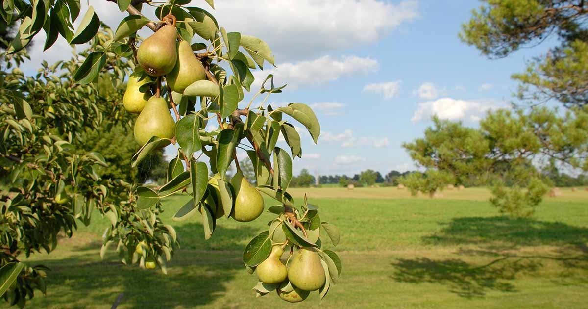 3 Luscious Pear Tree Scions - Unrooted Cuttings for Grafting & Rooting - 10-12" Long - Pyrus communis - Premium Pear Rootstock