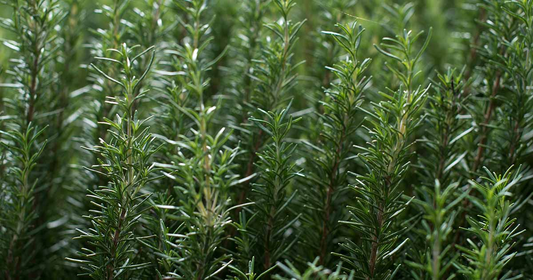 15 Organic Rosemary Herb Plant Cuttings, Rosmarinus Officinalis, Unrooted 10" Each, Fresh Culinary Herb for Propagation, Easy to Grow