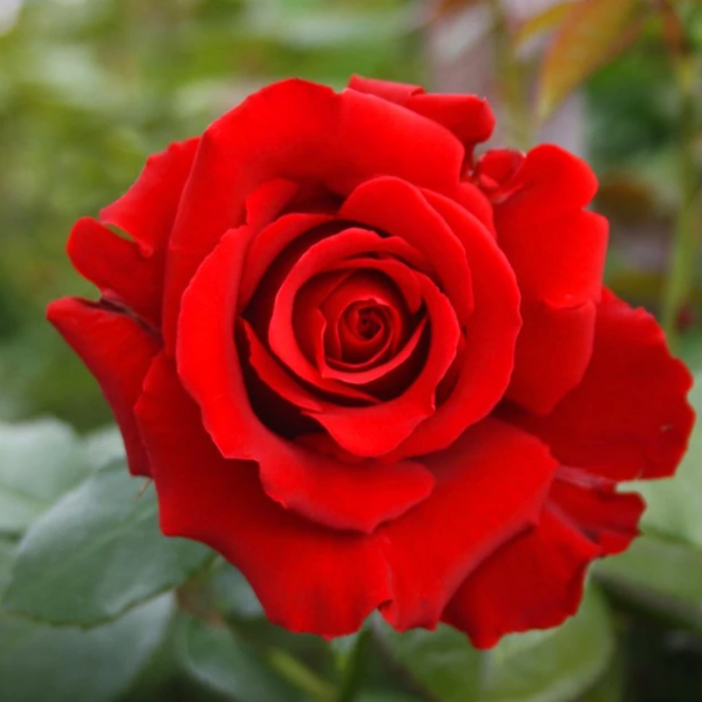 3 Unrooted Cuttings of Cherry Red Color Rose - Easy to Root, 7 Inch, Beautiful Blooms, Garden Roses, Perfect for Propagation, Rosaceae