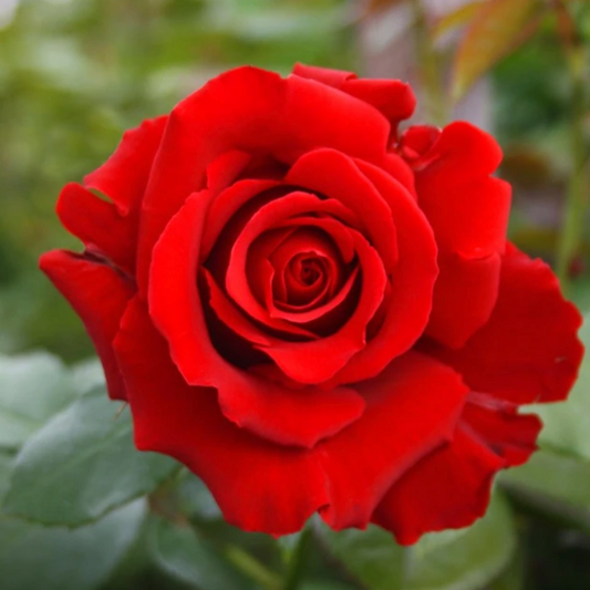 3 Unrooted Cuttings of Cherry Red Color Rose - Easy to Root, 7 Inch, Beautiful Blooms, Garden Roses, Perfect for Propagation, Rosaceae