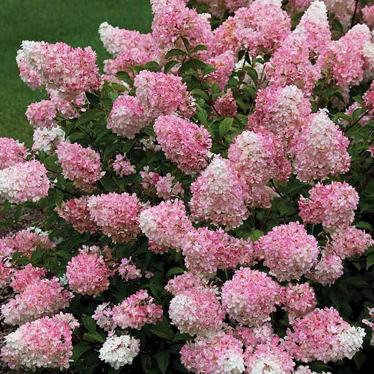 Hydrangea 'Vanillastrawberry' Cuttings, 6 Rooted Plants, Pink/White Blooms, USDA Zones 4-9, Full Sun/Part Shade