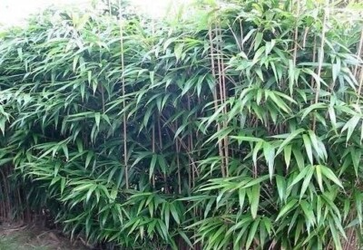 7 Fresh Root Clippings – Green Arrow Japanese Running Bamboo | Organic, Cold-Hardy, Privacy Wall Plant
