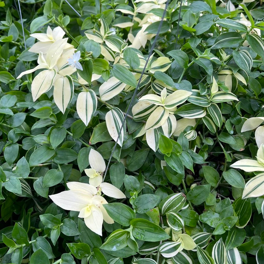 Tradescantia Green Cuttings - 10 Pcs, Fast-Growing Wandering Jew, Easy Houseplant, Water or Soil Propagation, Vibrant Trailing Vine