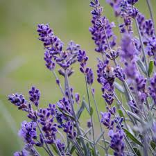 15 Organic Live California Lavender 6"  Unrooted Cuttings (Lavandula angustifolia), Fragrant Garden Plant, Ideal for Growing & Propagation
