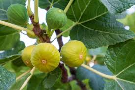 1 Rooted Yellow Long Neck Fig Plant (Ficus auriculata), Rare Fruit Tree, Starter Plant, Easy to Grow, Tropical Fig, for Home Garden & Patios