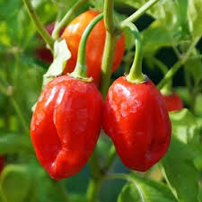 30 Habanero Pepper Seeds | Capsicum chinense | Hot & Flavorful Chili for Salsas, Sauces, and Spicy Gardens | Non-GMO Vegetable Seeds