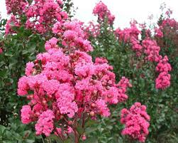 Pink Crape Myrtle (Lagerstroemia indica) 10 Live Clippings | Organic Wild Grown | Butterfly Magnet | Easy to Root