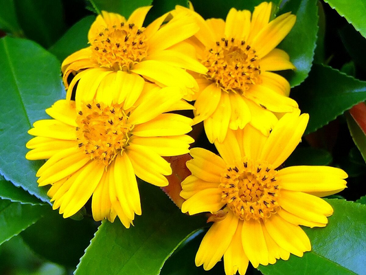 Wedelia Trilobata Cuttings, 12 Rooted Vine Starts, Yellow-Orange Flowers, Ground Cover Plant, USDA Zones 8-11