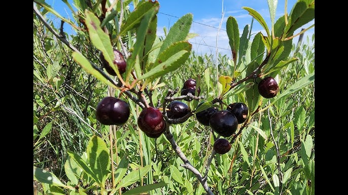 5 Sand Cherry Seeds | Prunus pumila, Edible Fruit Tree Shrub, Hardy, Small Garden Tree, Non-GMO, Tasty Berries for Jams & Preserves