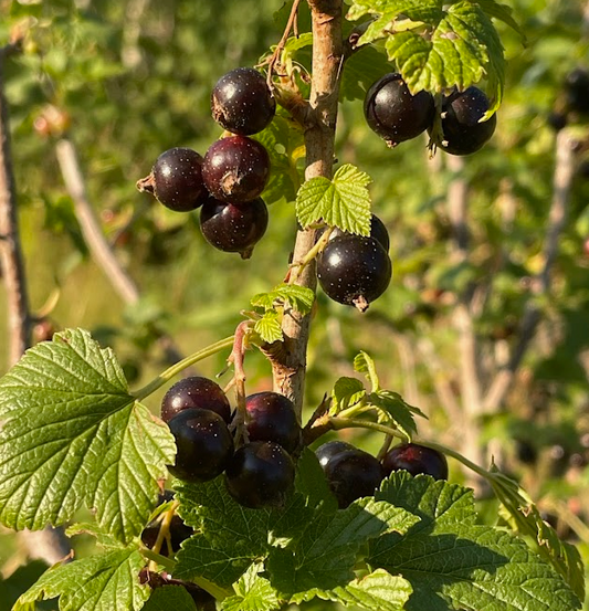 Ribes nigrum Seeds - 25 Count - Black Currant - Alaska Grown - Zone 3 Hardy