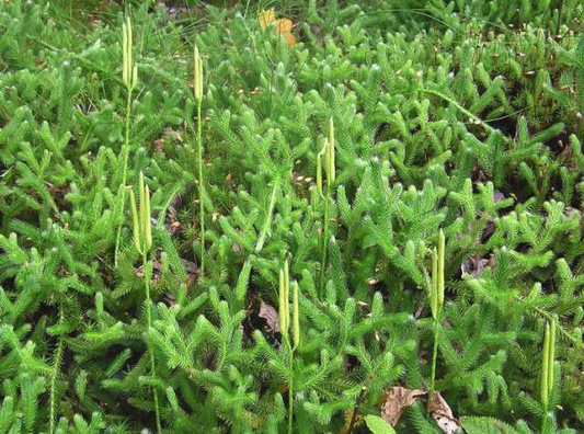 Lycopodium sitchense Club Moss - 12" Wild Alaskan Vine - Shade Groundcover - Spore-Producing Fern Relative - Zone 3-7