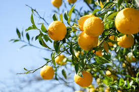 Citrus junos Cuttings - 4 Count - Yuzu - Cold Hardy Citrus - Fragrant Fruit
