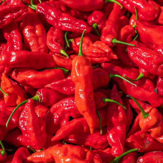 50 Ghost Pepper Seeds | Bhut Jolokia | Non-GMO Super Hot Chili Pepper for Spicy Gardens | Fiery Flavor for Cooking & Preserving