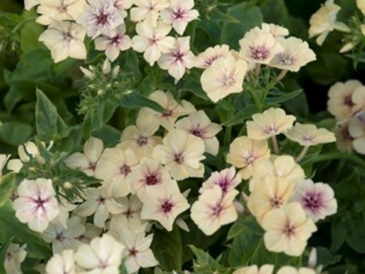 100+ Crème Brûlée Phlox Seeds – Soft Peach-Toned Blooms for Garden Planting, Fragrant Perennial for Beds & Borders – USA