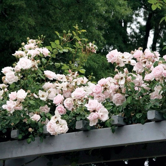 New Dawn Climbing Rose, 6 Unrooted Cuttings, 6" Long, Pale Pink Flowers, USDA Zones 5-9