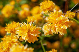 Kerria Japonica Cuttings - 10 Live Cuttings, Japanese Rose, Yellow Flowering Shrub