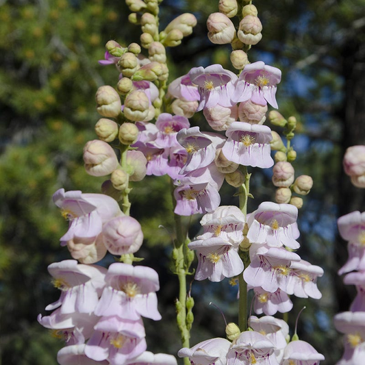 100 mg Seeds Penstemon Palmeri (Palmer's Beardtongue) for Planting | Fragrant Native Wildflower for Dry, Rocky Soils & Pollinator Gardens