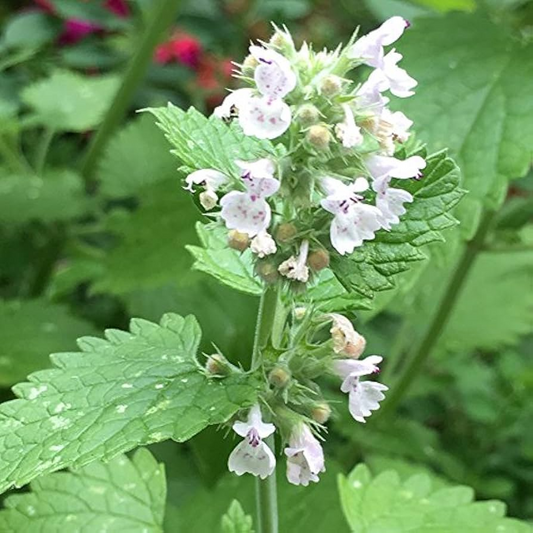 1,000 Catnip Seeds (Nepeta cataria) – Perennial Herb, Catmint, Non-GMO
