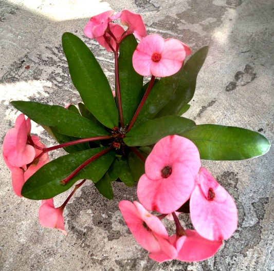 Euphorbia milii Cuttings, Thai Hybrid Crown of Thorns, Pink Flowers, Rooted Stem, USDA Zones 9-11