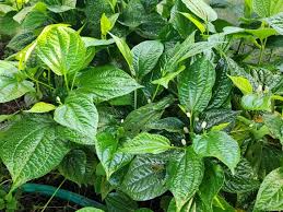 12 Piper Sarmentosum Bareroot Cuttings, Wild Betel Leaf, Thai Herb, Piper Betel, Herb Culinary Plant, Easy to Grow, Rooting Cuttings
