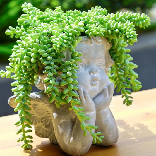 Sedum morganianum Plants, 4 Potted Burro's Tail, 2-3 Stems per Pot, Trailing Succulent, USDA Zones 10-11