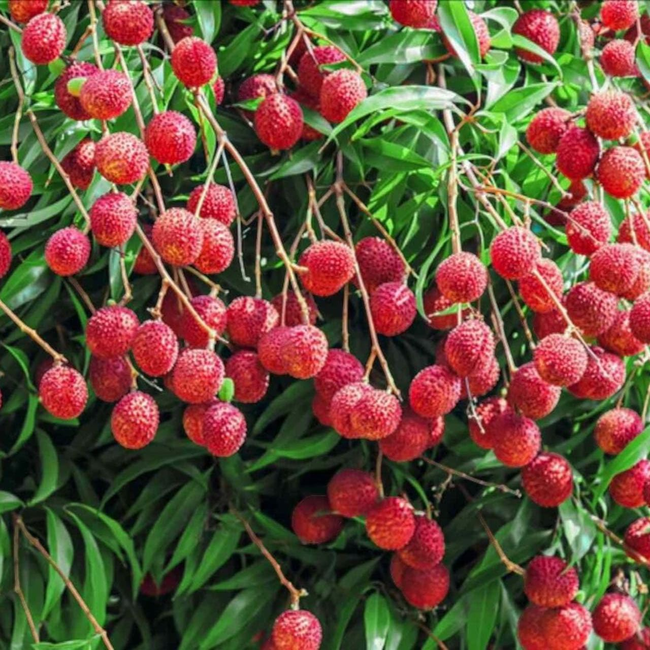 10 Seeds Lychee Tropical Fruit - Heirloom, Non-GMO Litchi Chinensis - Sweet, Juicy, Exotic Fruit Tree - Easy to Grow in Warm Climates