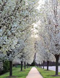 Cleveland Pear 10 Unoot Cuttings - Ornamental Pear Tree - Pyrus calleryana - Fast Growing Shade Tree - White Spring Blooms -