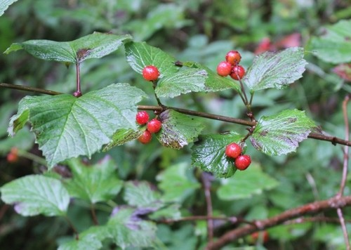 Viburnum edule Cuttings - 4 Count - Highbush Cranberry - Wild Harvested