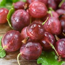 Hinnonmaki Red Gooseberry Starter Plant - Zone 3-8 Hardy, Superfood Berries, Disease Resistant, Ready to Plant, Sweet-Tart Fruit Bush