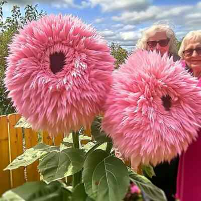 50 Pink Enchanting Giant Teddy Bear Sunflower Seeds - Rare Fluffy Blooms - Easy to Grow Garden Flower - Pollinator Friendly