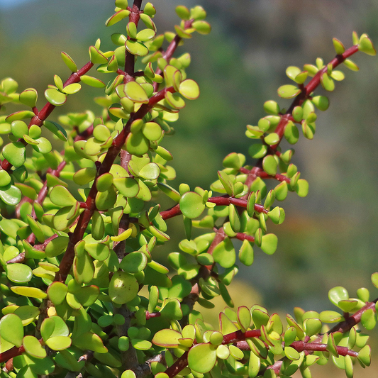 Portulacaria afra Cuttings, 15 Stem Pieces, Elephant Bush Succulent, Drought Tolerant, USDA Zones 9-11