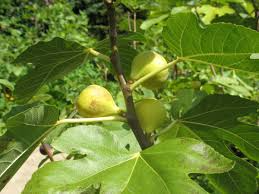 2 Brooklyn White Fig Unrooted Cuttings + Willow Water for Rooting, Fresh Figs, Fig Tree Propagation, Grow Brooklyn White Figs at Home