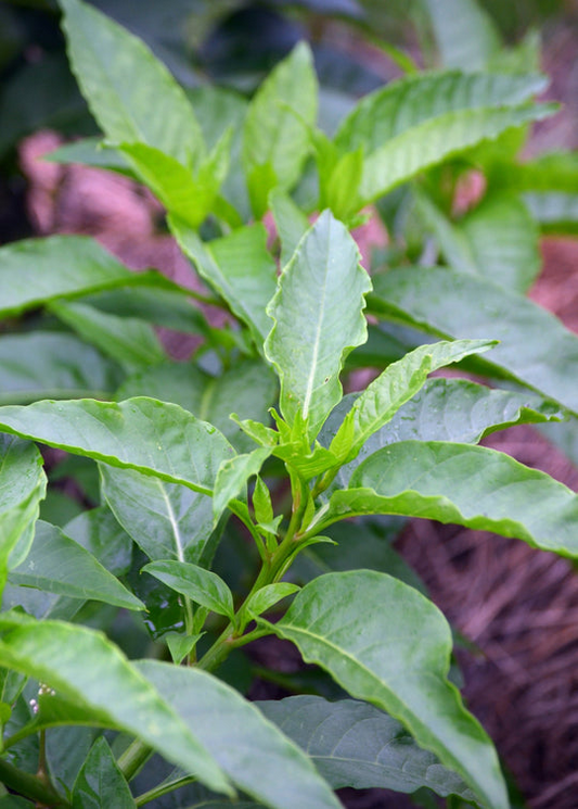 Longevity Spinach Cuttings - 15 Pack - Gynura Procumbens - Perennial Edible Green - Fast Growing - FREE Shipping - Florida Farm